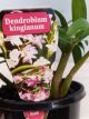 Dendrobium kingianium - Pink rock orchid