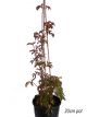 Parthenocissus henryana - Chinese Virginia creeper