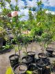 Prunus salicina - Plum 'Mariposa' dwarf