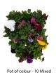 Flowering annuals - 10 pots of mixed colours