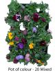 Flowering annuals - 20 pots of mixed colours