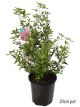 Prostanthera ovalifolia - Mint Bush