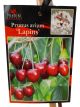 Prunus avium - Cherry 'Lapins'