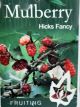 Morus nigra - Mulberry 'Hicks Fancy'