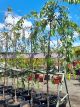 Prunus subhirtella 'Alba' - White Flowering Cherry Weeping Standard