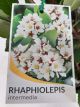 Rhaphiolepis intermedia