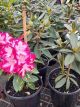Rhododendron - assorted colours