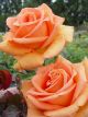 Apricot Passion Potted Rose