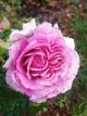 Belle Parfume Potted Rose