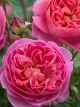 Boscobel Winter Rose
