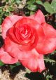 Brigadoon Winter Rose