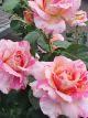 Claude Monet Standard Winter Rose