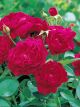 Darcey Bussell Winter Rose