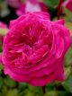 Delightful Parfuma Winter Rose