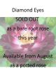 Diamond Eyes Mini Winter Rose