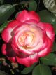 Double Delight Standard Winter Rose
