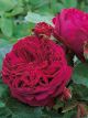 Falstaff Winter Rose