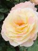 Flirtatious Potted Rose