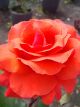 Fragrant Cloud Potted Rose