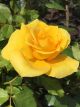 Friesia Standard Winter Rose