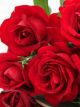 Gallipoli Centenary Winter Rose