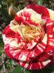 Glamourpuss Potted Rose
