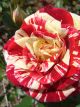 Glamourpuss Winter Rose