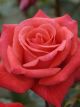 Happy Anniversary Winter Rose