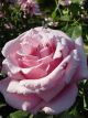 Heaven Scent Standard Winter Rose