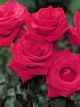 Kardinal Potted Rose