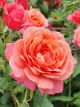 Macushla Potted Rose