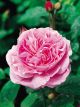 Mary Rose Standard Winter Rose