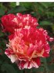 Maurice Utrillo Winter Rose
