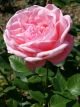 Queen Elizabeth Winter Rose