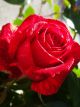 Red Intuition Winter Rose