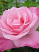 Simplicity Pink Winter Rose