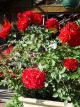 Simplicity Red Standard Winter Rose