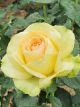 St Patrick Standard Potted Rose