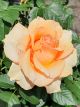 Sunstruck Winter Rose