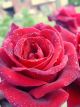 The Mandalay Rose Winter Rose