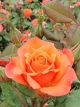 Tuscan Sun Potted Rose