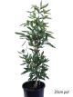 Rothmannia globosa - Tree gardenia