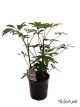 Schefflera arboricola - Dwarf Umbrella Plant