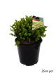 Buxus japonica - Topiary Ball
