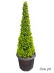 Buxus japonica - Topiary Cone Tall