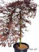 Acer palmatum dissectum Atropurpureum - Standard Weeping Maple