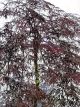 Acer 'Inaba Shidare' Short Standard Weeping Maple - Acer palmatum dissectum