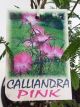 Calliandra Pink Pom Pom