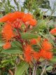 Eucalyptus 'Dwarf Orange' Flowering Gum