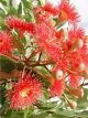 Eucalyptus 'Summer Red' Flowering Gum, corymbia